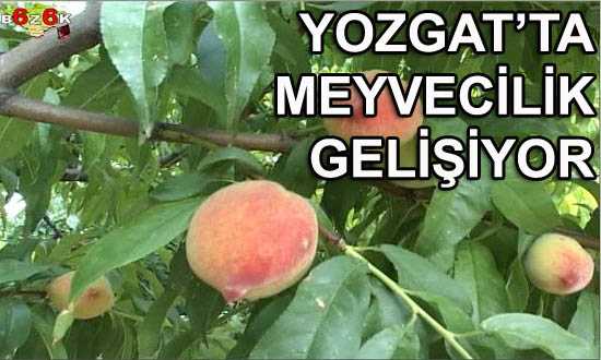 YOZGAT’TA MEYVECİLİK GELİŞİYOR