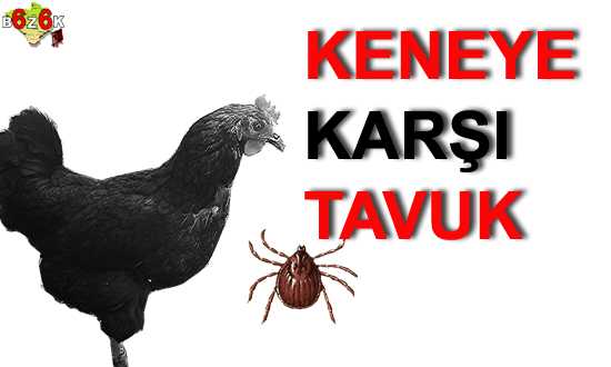 KENEYE KARŞI TAVUK