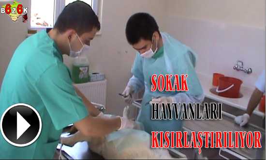 KÖPEKLER KISIRLAŞTIRILIYOR