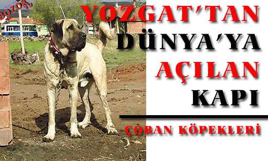 YOZGAT’TAN DÜNYA’YA AÇILAN KAPI