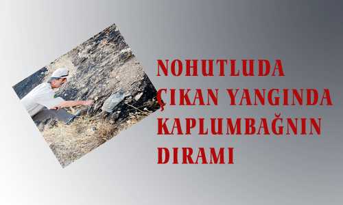 NOHUTLUDA ÇIKAN YANGINDA KAPLUMBAÐNIN DIRAMI