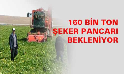 160 BİN TON PANCAR BEKLENİYOR