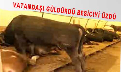 VATANDAŞI GÜLDÜRDÜ BESİCİYİ ÜZDÜ