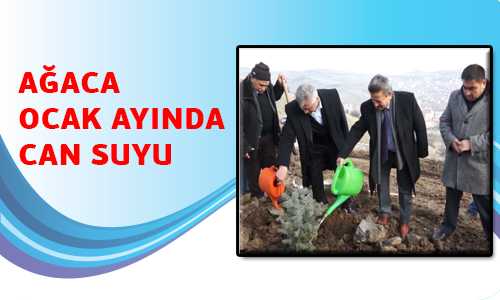 90 DÖNÜMLÜK ALAN AÐAÇLANDI