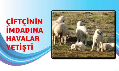 ÇİFTÇİ HAYVANLARI MERAYA ÇIKARDI