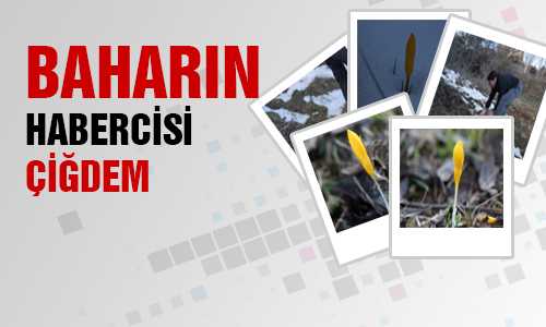 ÇİÐDEMLER GÜN YÜZÜNE ÇIKTI