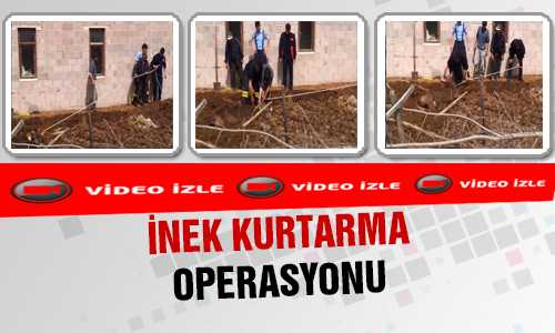 FOSSEPTİÐE DÜŞEN İNEÐİ İTFAİYE EKİPLERİ KURTARDI