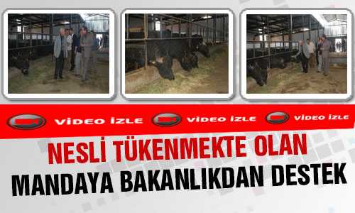 MANDA BAKANLIK DESTEÐİ İLE YENİDEN HAYAT BULUYOR
