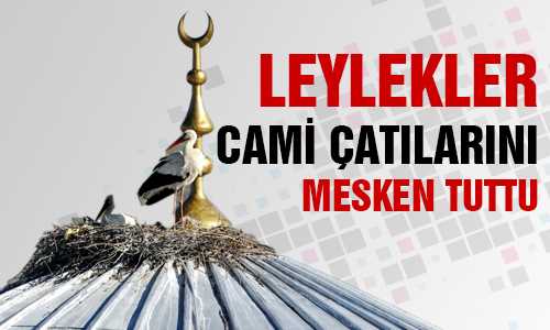 CAMİLERE YUVA YAPIYORLAR