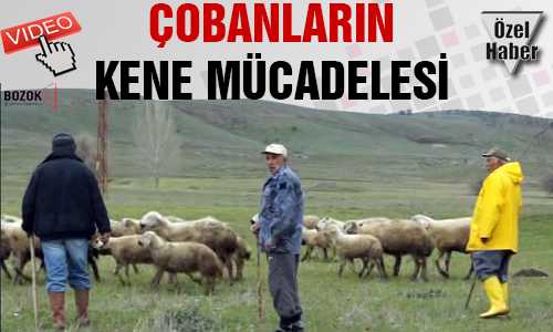 ÇOBANIN KENEYLE İMTİHANI