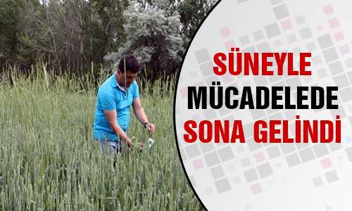 SÜNE ÇALIŞMALARINDA SONA GELİNDİ