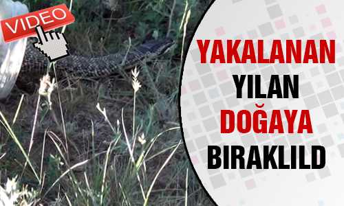 YAKALANAN YILAN DOÐAYA BIRAKILDI