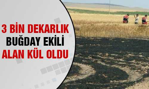 3 BİN DEKARLIK ALAN KÜL OLDU