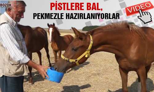 YARIŞ ATLARI BAL VE PEKMEZLE BESLENİYOR