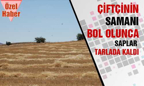 SAMAN YAPILACAK OLAN SAP TARLADA KALDI