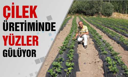 ÇİLEK ÜRETİMİ YÜZLERİ GÜLDÜRÜYOR