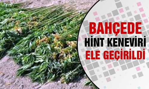 808 KÖK HİNT KENEVİRİ ELE GEÇİRİLDİ