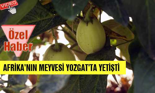 BANKA MÜDÜRÜ’NÜN PEPİNO BAHÇESİ