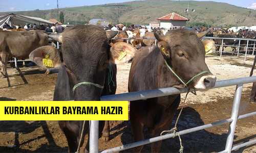 İL TARIM MÜDÜRLÜÐÜ KURBANA HAZIR