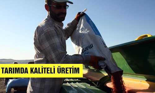 BUÐDAY ÜRETİMİNDE KALİTE ARAYIŞI