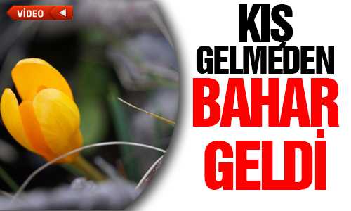 KIŞ ORTASINDA ÇİÐDEMLER ÇİÇEK AÇTI