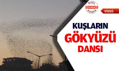 KUŞLARIN GÖKYÜZÜ DANSI