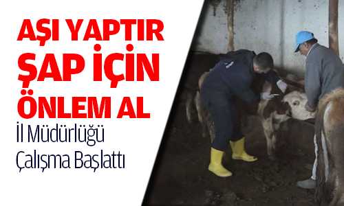 Gıda Tarım ve Hayvancılık İl Müdürlüğü Şapla Mücadele Başlattı