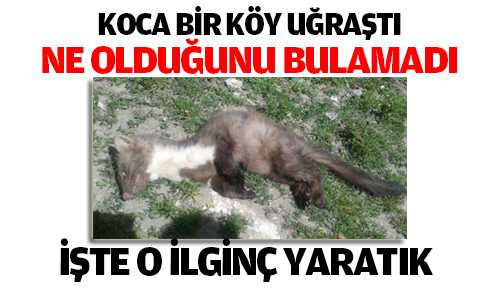 İlginç Yaratığın Ne Olduğunu Bulamadılar