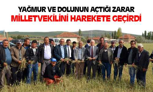 Milletvekili Durmaz, Zarar Gören Tarım Arazilerini İnceledi