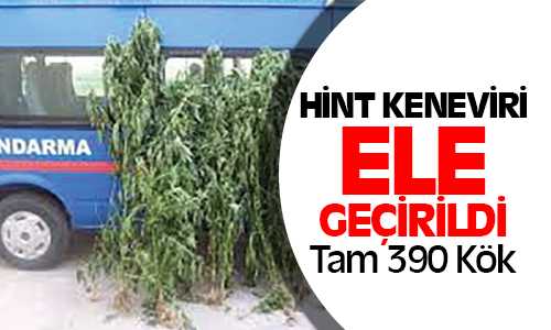 Jandarma 390 Kök Hint Keneviri Ele Geçirdi