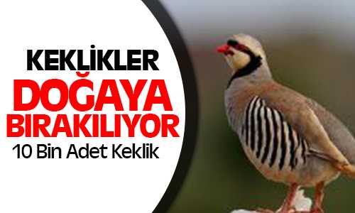 10 Bin Adet Keklik Doğaya Bırakılacak