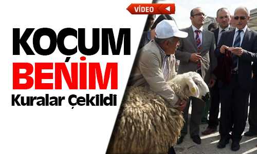 Koç Kuraları Çekildi