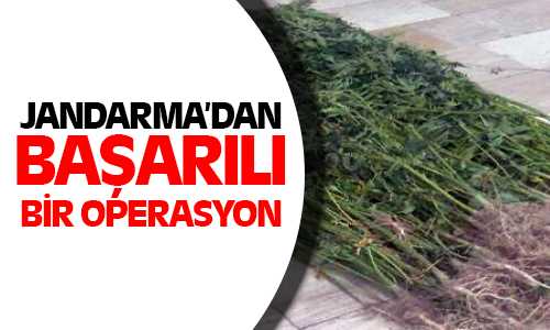 11 Bin 142 Kök Hint Keneviri Ele Geçirildi
