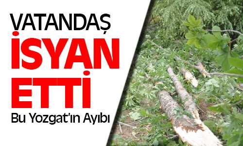 Hükümet Konağı İnşaatında Ağaçların Sökülmek Yerine Kırılmasına Vatandaş İsyan Etti
