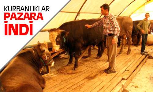 Kurbanlık Satışları Başladı