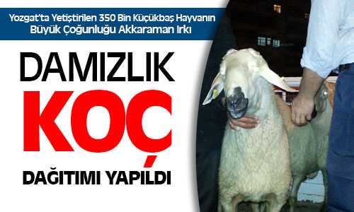 Yozgat’ta Yetiştirilen Küçükbaş Hayvanların Büyük Çoğunluğu Akkaraman Irkı
