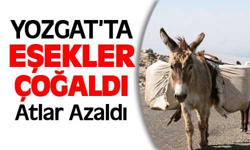 DİE’ne Göre Yozgat’ta Eşek Sayısı Arttı At Sayısı Azaldı