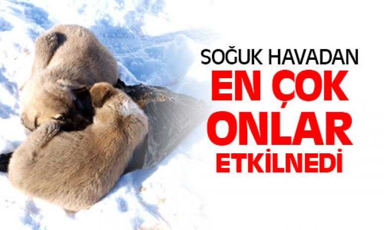 Soğuk Havadan En Çok Onlar Etkilendi