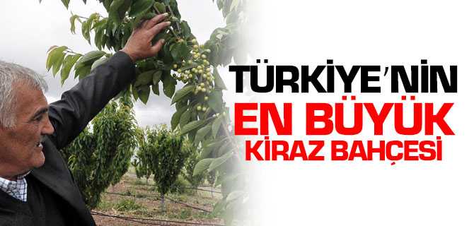 Türkiye'nin En Büyük Kiraz Bahçesi